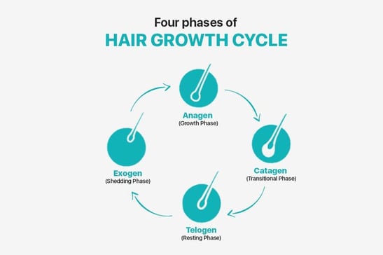stages-of-hair-growth